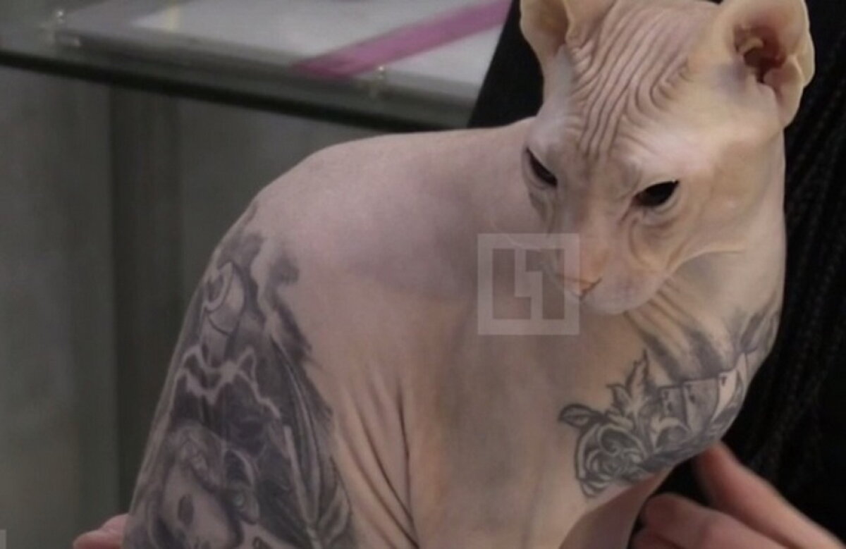 GALERIE FOTO » Un rus şi-a tatuat pisica » Toţi internauţii sunt indignați!