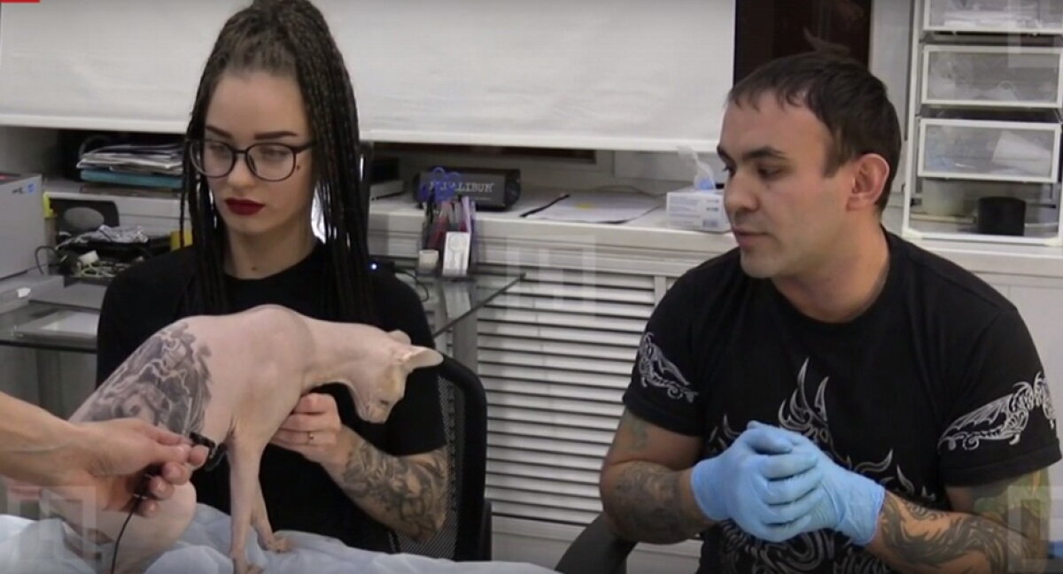 GALERIE FOTO » Un rus şi-a tatuat pisica » Toţi internauţii sunt indignați!