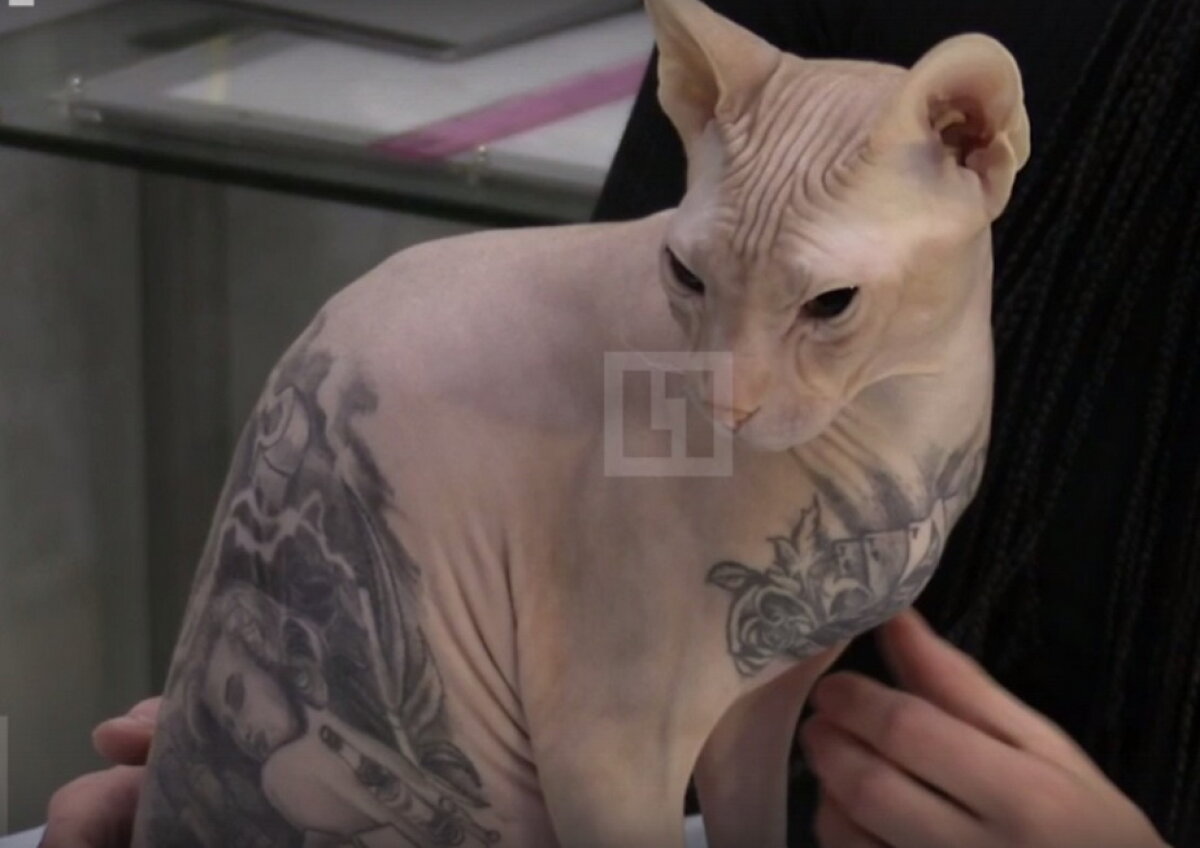 GALERIE FOTO » Un rus şi-a tatuat pisica » Toţi internauţii sunt indignați!