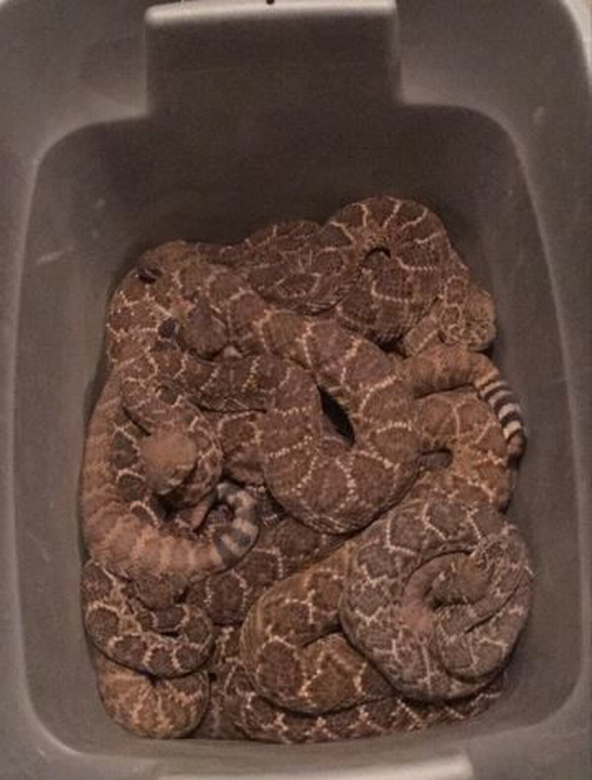 24 de șerpi veninoși au fost găsiți într-o casă