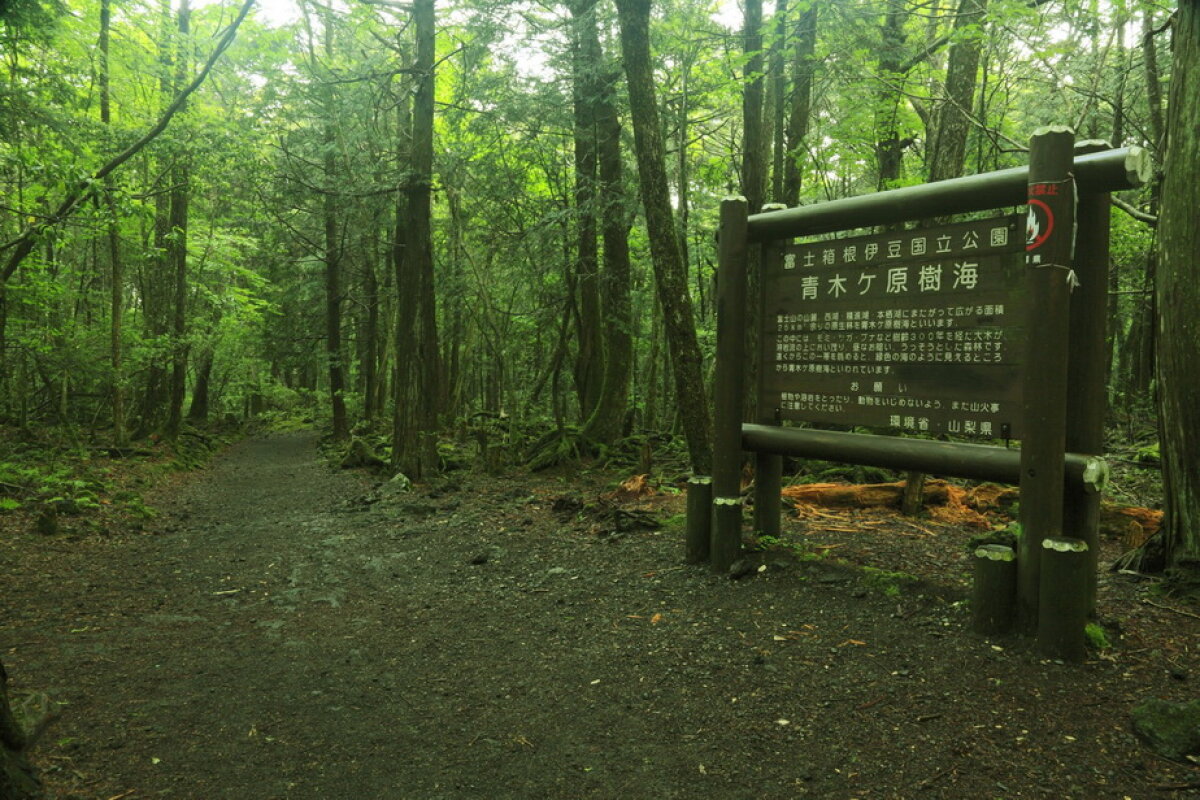 VIDEO & GALERIE FOTO » Pădurea Aokigahara, unul dintre cele mai macabre locuri din lume