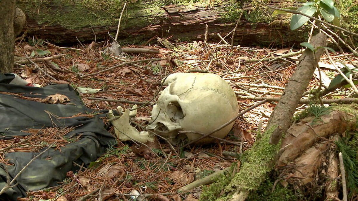 VIDEO & GALERIE FOTO » Pădurea Aokigahara, unul dintre cele mai macabre locuri din lume