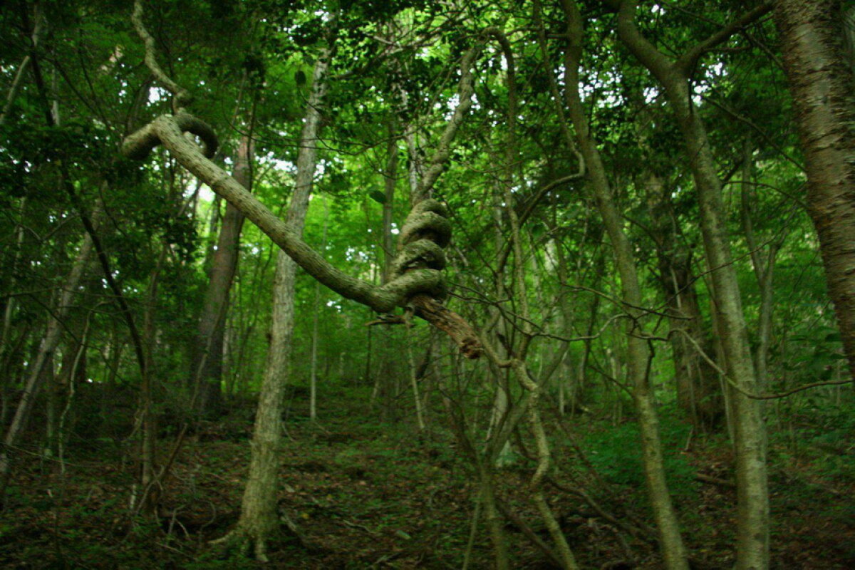 VIDEO & GALERIE FOTO » Pădurea Aokigahara, unul dintre cele mai macabre locuri din lume