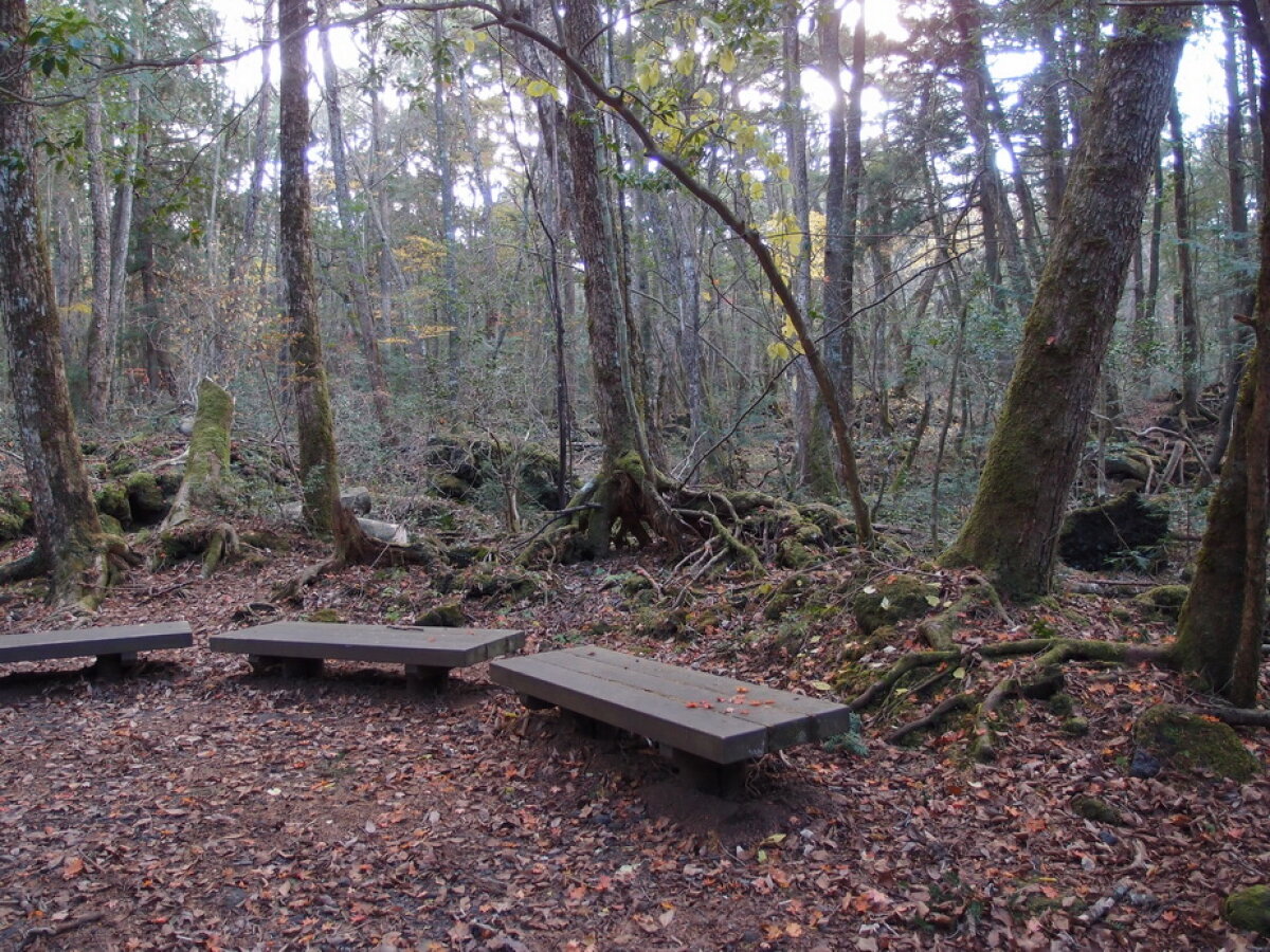 VIDEO & GALERIE FOTO » Pădurea Aokigahara, unul dintre cele mai macabre locuri din lume