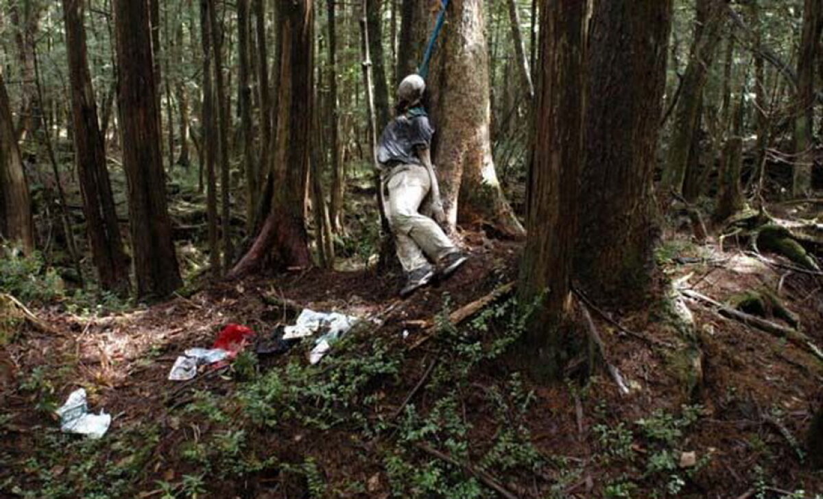 VIDEO & GALERIE FOTO » Pădurea Aokigahara, unul dintre cele mai macabre locuri din lume