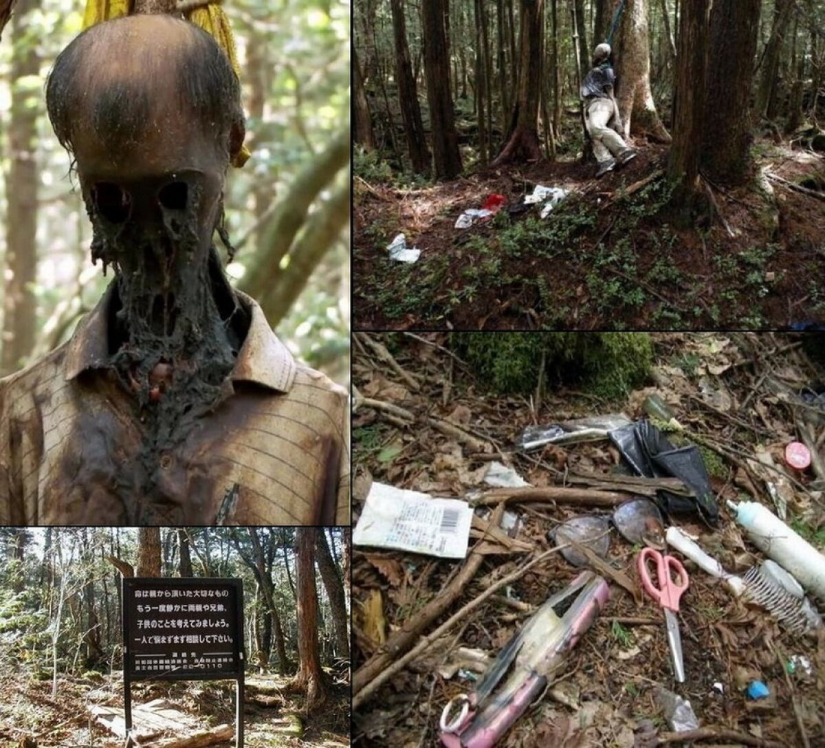 VIDEO & GALERIE FOTO » Pădurea Aokigahara, unul dintre cele mai macabre locuri din lume