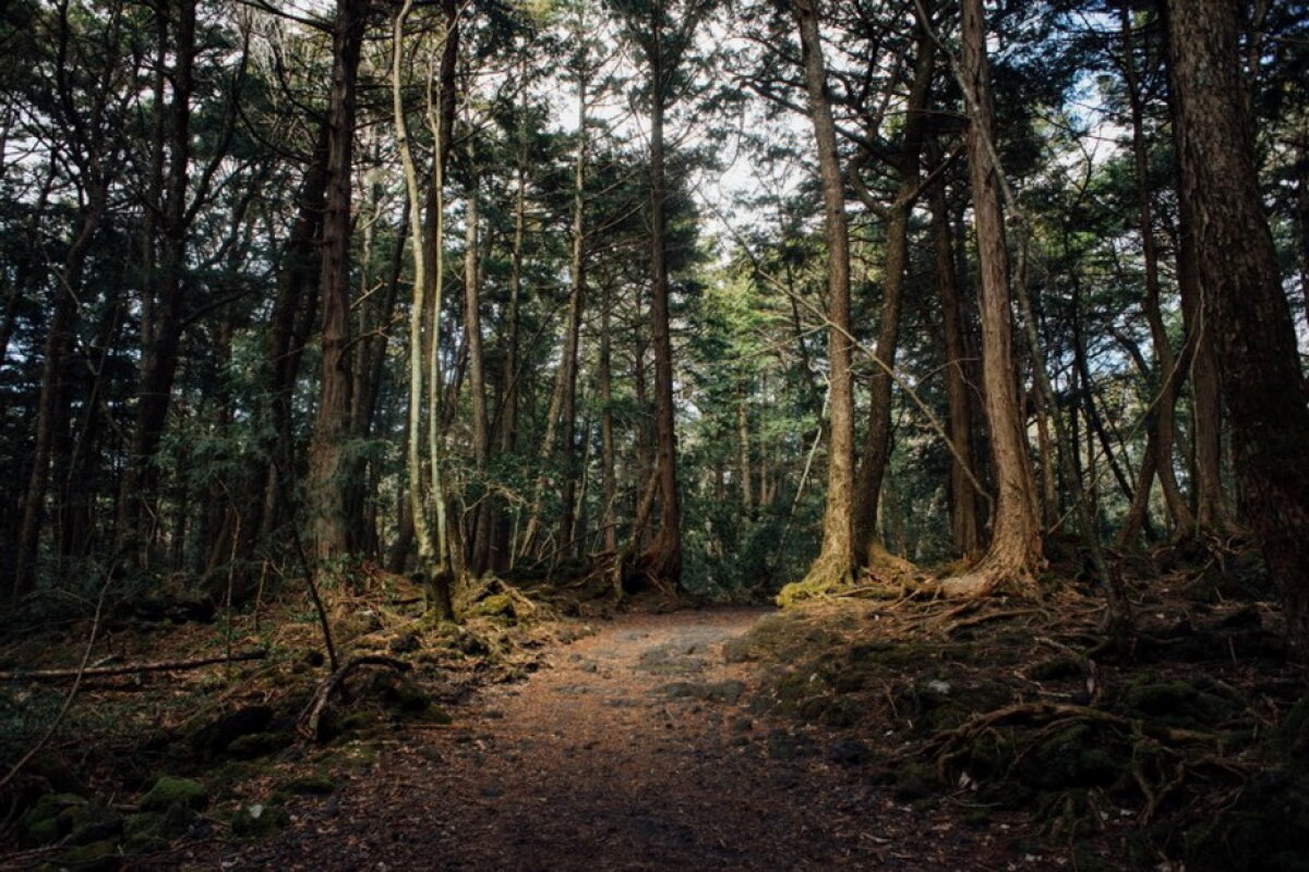 VIDEO & GALERIE FOTO » Pădurea Aokigahara, unul dintre cele mai macabre locuri din lume