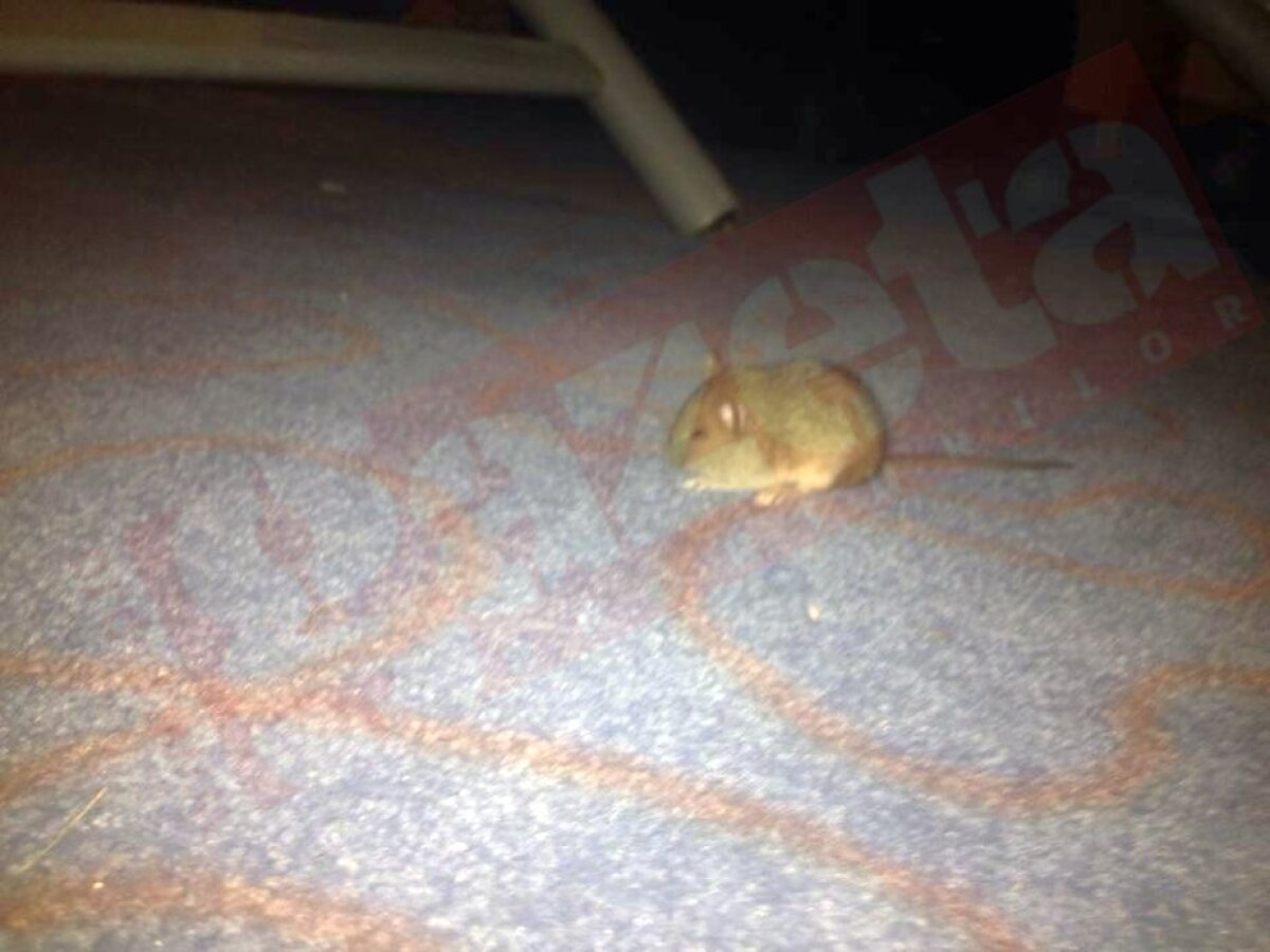 EXCLUSIV FOTO Șoareci în camerele juniorilor de la Dinamo » Mărturii incredibile din cantonamentul fotbaliștilor: "Stăteam în condiții mizerabile!" + Prima reacție a oficialilor dinamoviști