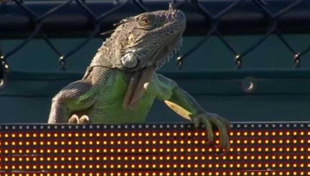 VIDEO + FOTO Moment unic în tenis » Un meci de la turneul din Miami a fost oprit din cauza unei iguane