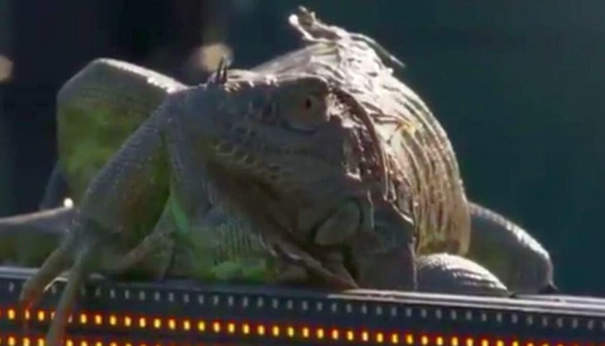 VIDEO + FOTO Moment unic în tenis » Un meci de la turneul din Miami a fost oprit din cauza unei iguane