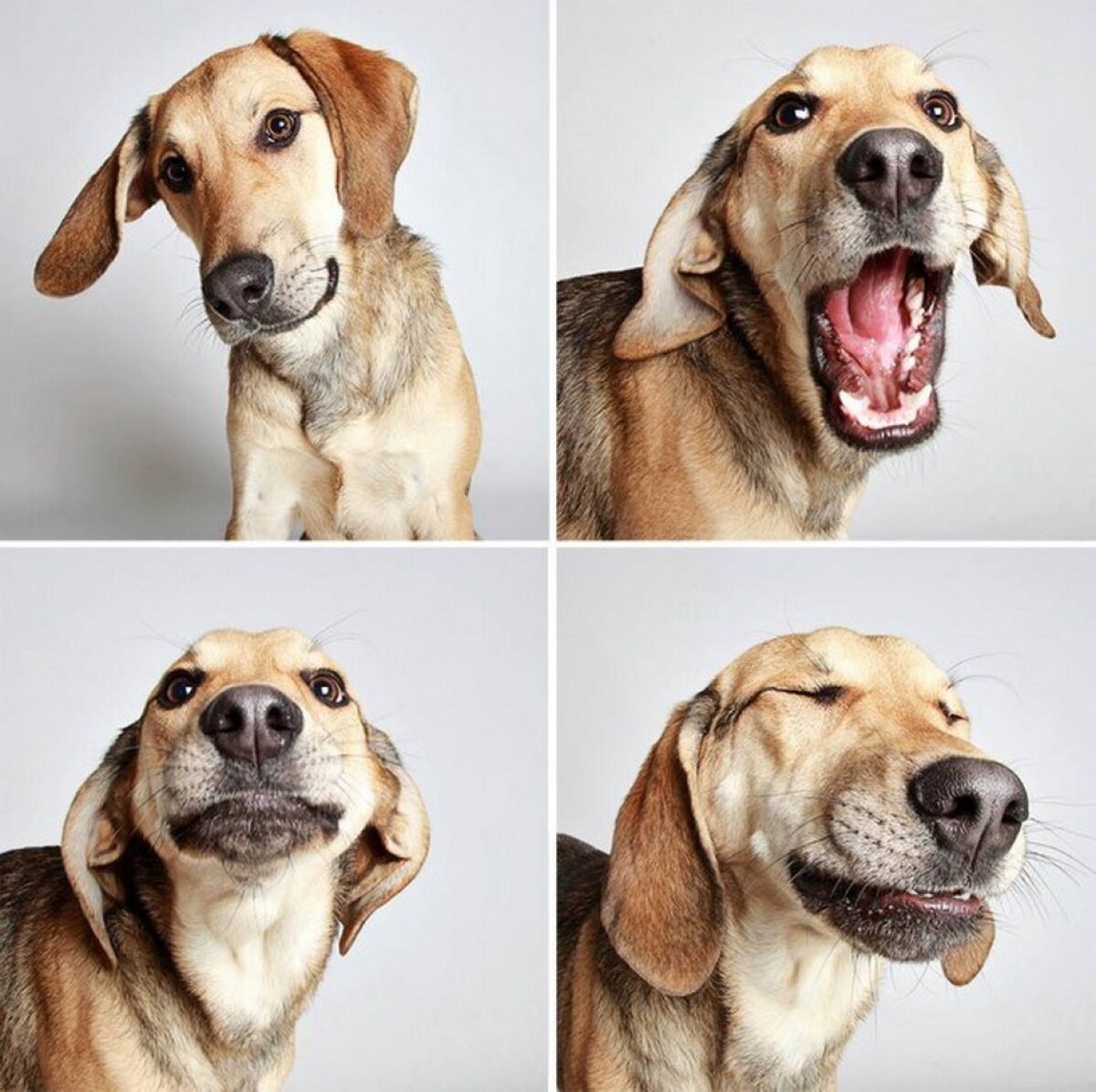 GALERIE FOTO & VIDEO » O şedinţa foto inedită a dus la adoptarea mai multor câini