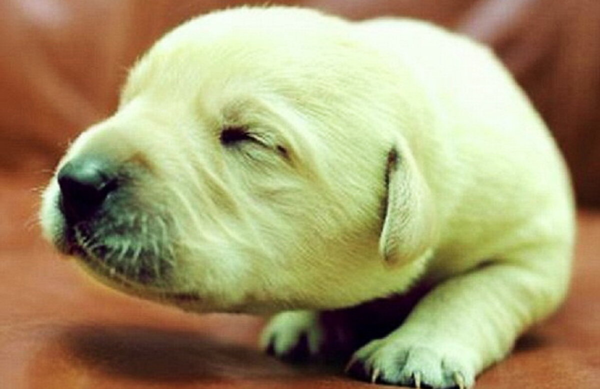 FOTO » Șocant și simpatic în același timp. Un pui de labrador s-a născut verde