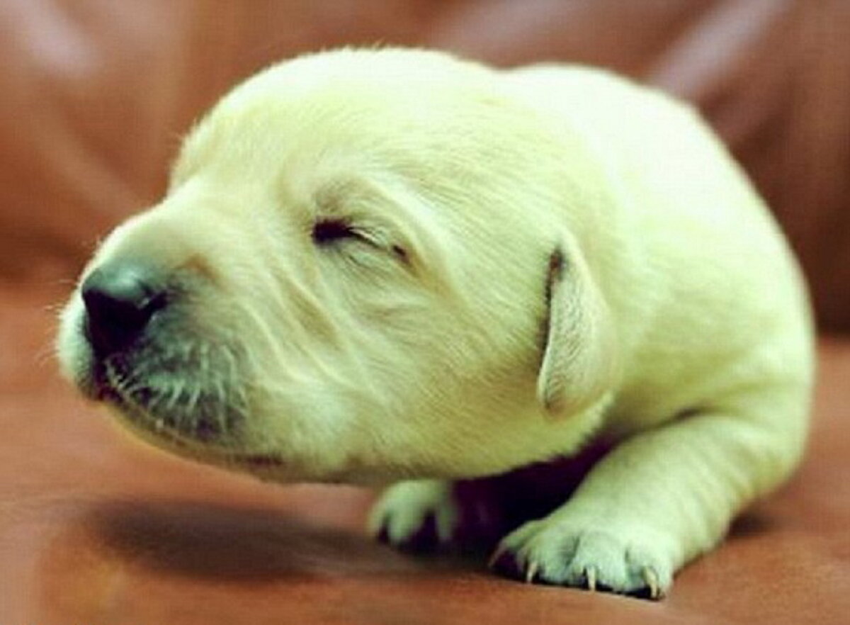 FOTO » Șocant și simpatic în același timp. Un pui de labrador s-a născut verde