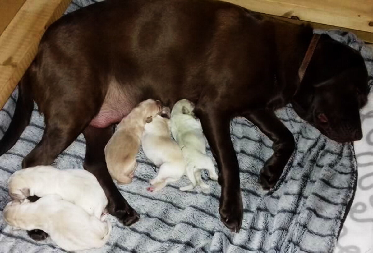 FOTO » Șocant și simpatic în același timp. Un pui de labrador s-a născut verde