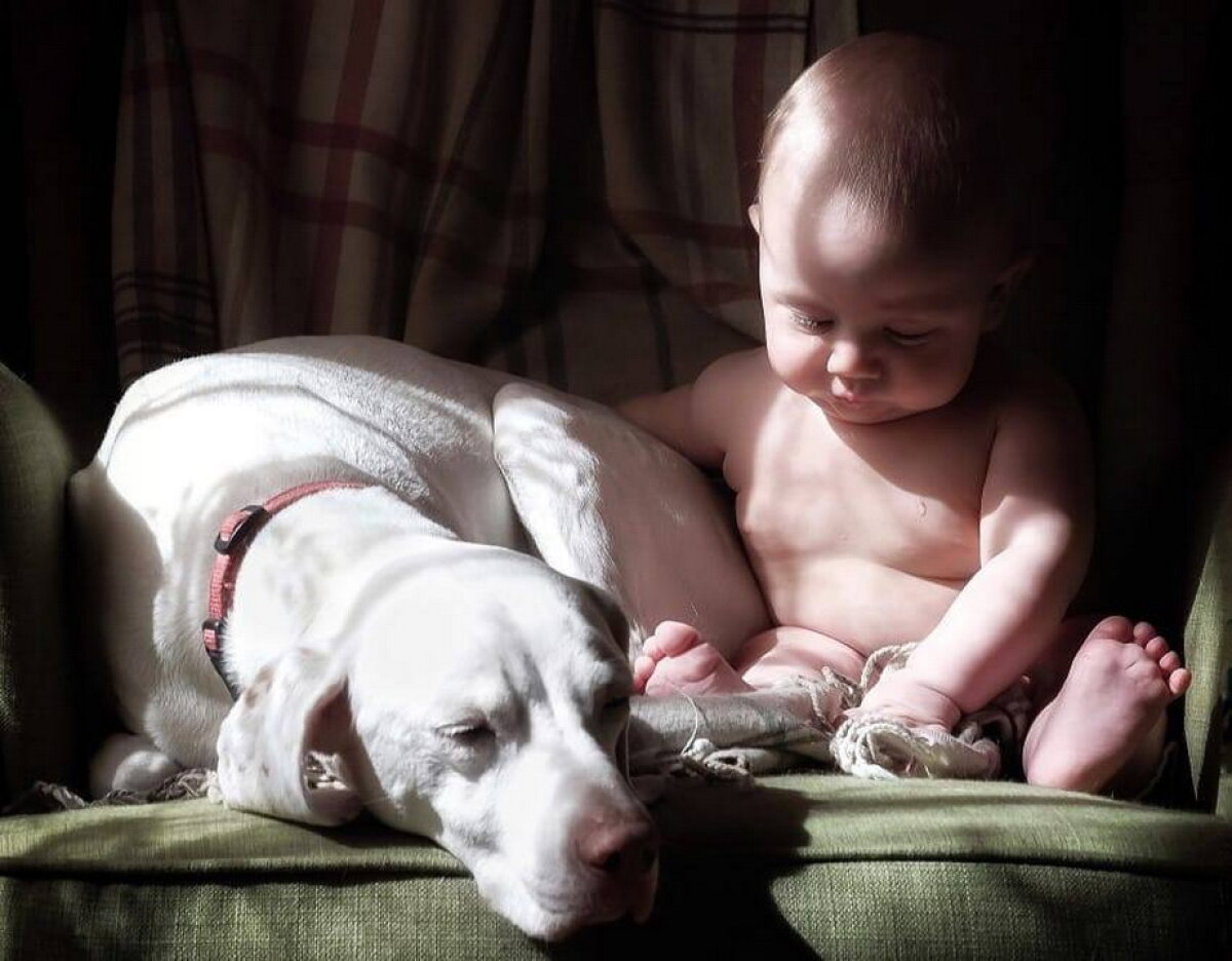 GALERIE FOTO » Un câine traumatizat este îngrozit de oameni, cu excepţia acestui copil