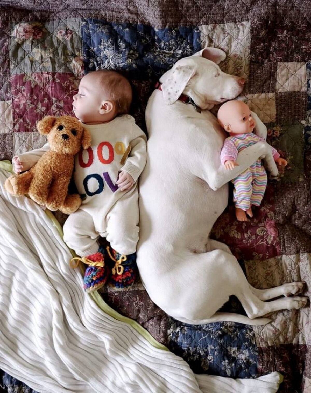 GALERIE FOTO » Un câine traumatizat este îngrozit de oameni, cu excepţia acestui copil