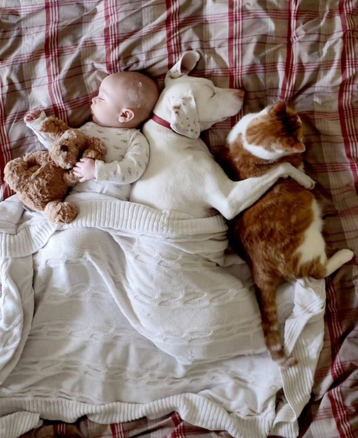 GALERIE FOTO » Un câine traumatizat este îngrozit de oameni, cu excepţia acestui copil