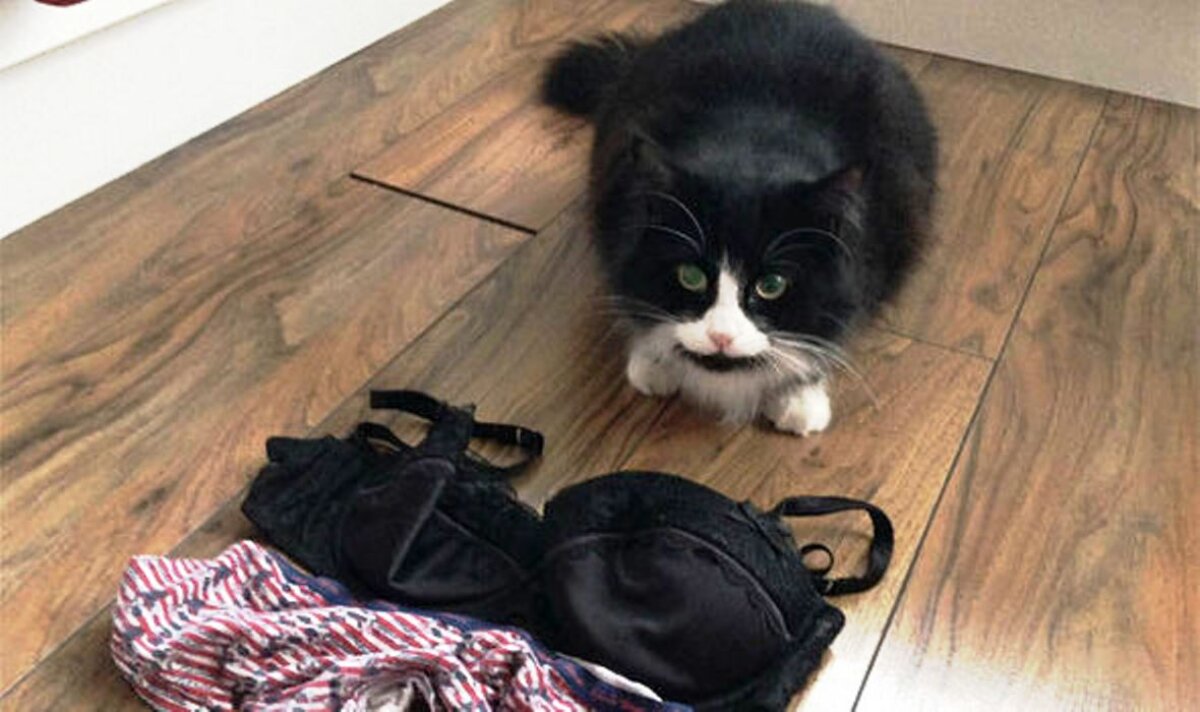 VIDEO O pisică s-a specializat în furtul chiloților și șosetelor vecinilor