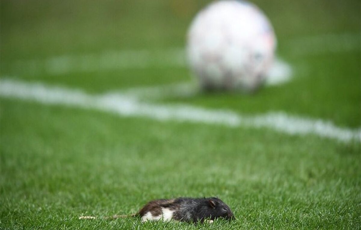 VIDEO+FOTO Ce se întâmplă cu fanii din Europa?! Scene HORROR în derby: jucătorii luați la țintă cu șobolani morți! 