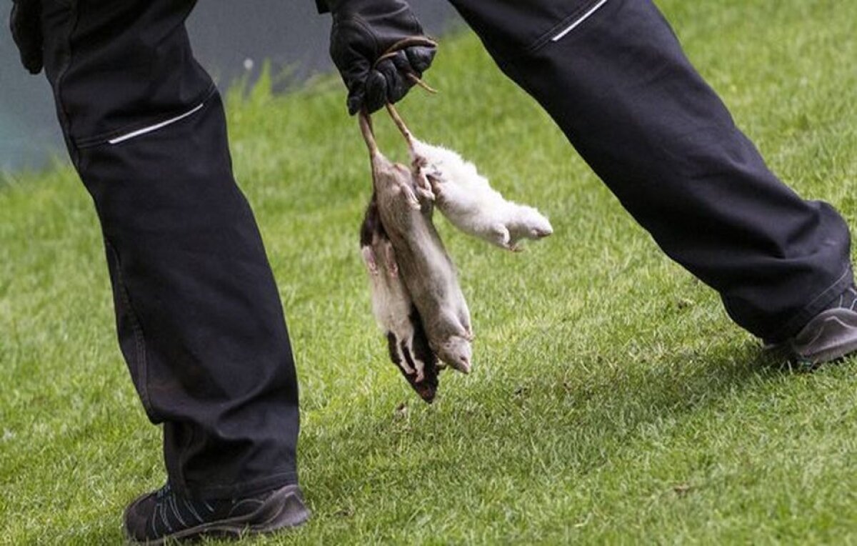 VIDEO+FOTO Ce se întâmplă cu fanii din Europa?! Scene HORROR în derby: jucătorii luați la țintă cu șobolani morți! 