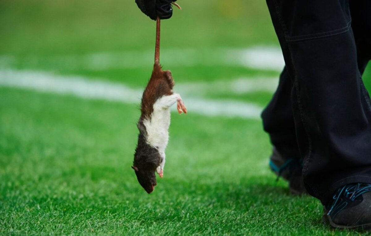 VIDEO+FOTO Ce se întâmplă cu fanii din Europa?! Scene HORROR în derby: jucătorii luați la țintă cu șobolani morți! 