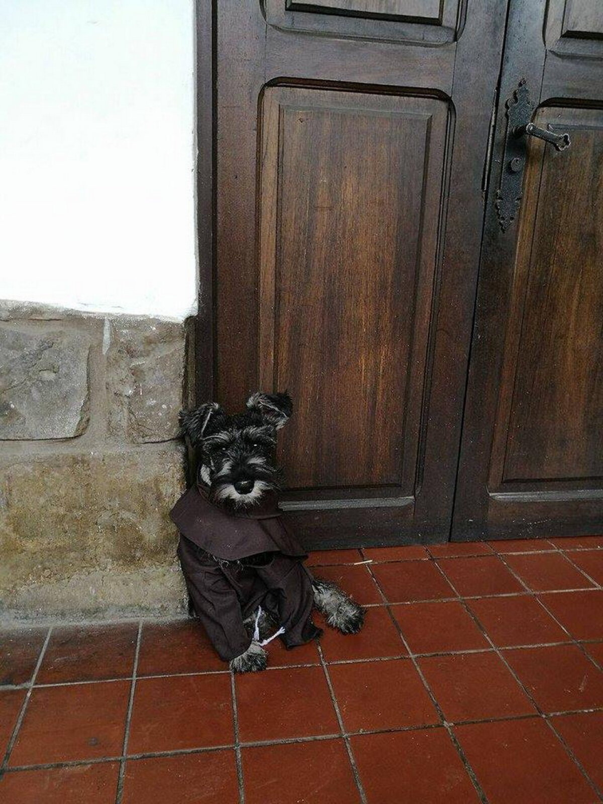 VIDEO & GALERIE FOTO Carmelo, singurul câine călugăr din lume