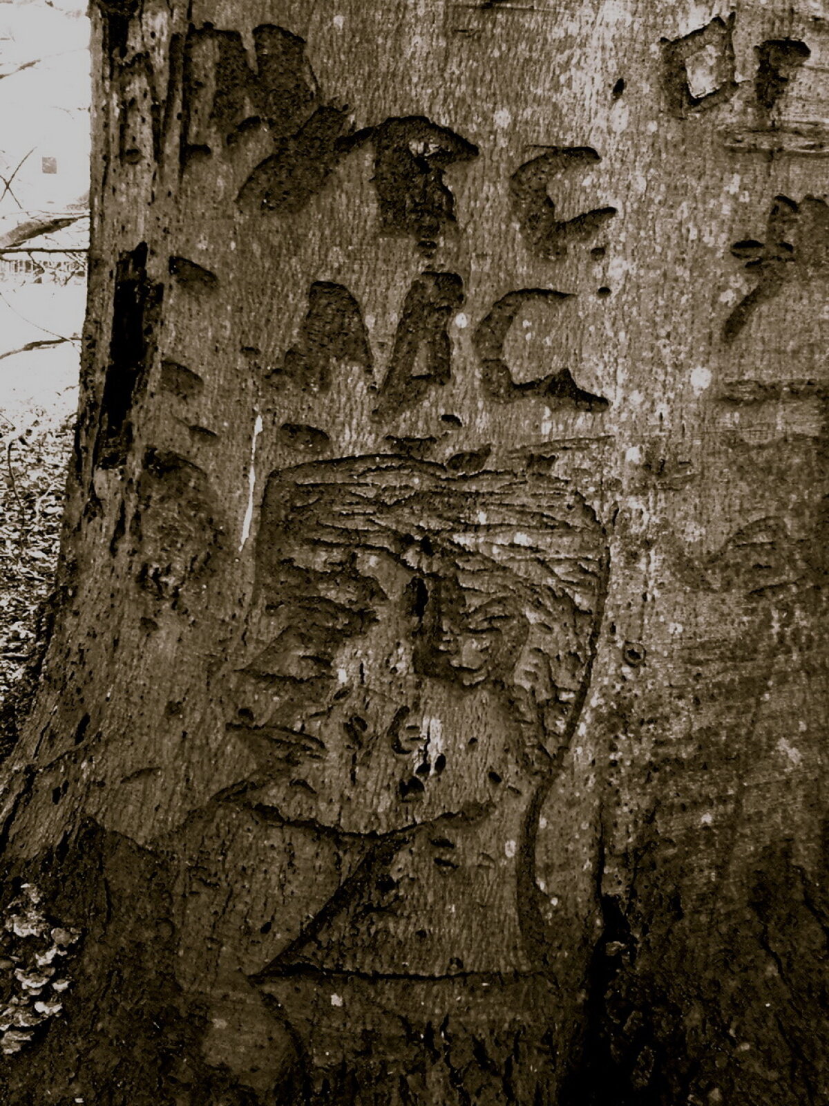 FOTO Parcul cu cele mai ciudate mesaje scrise pe copaci