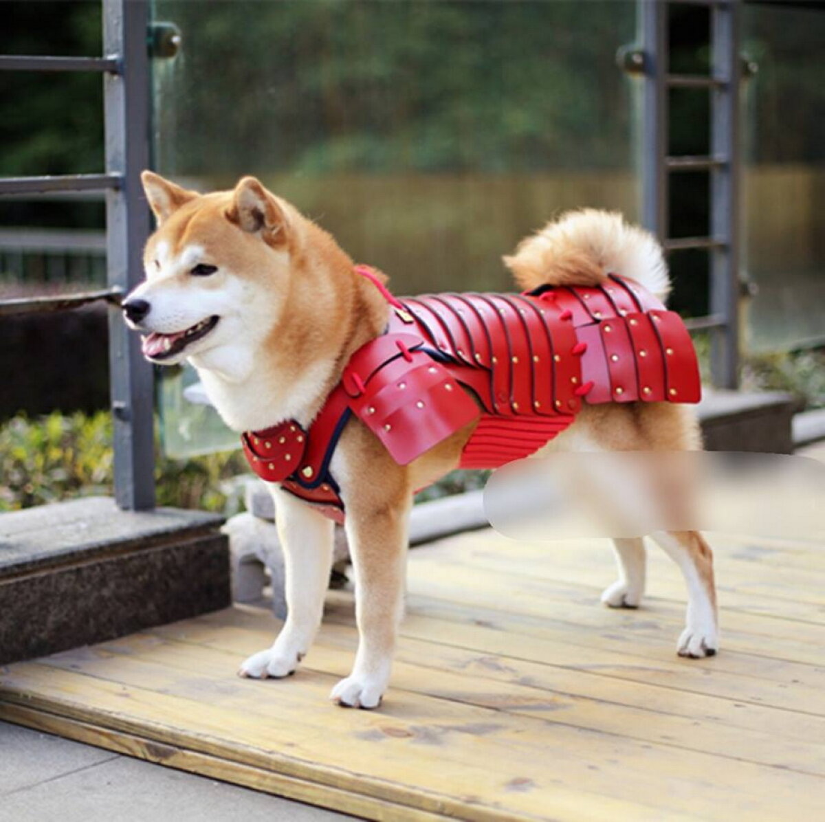 GALERIE FOTO Costumele de samurai pentru... câini și pisici, ultima modă în Japonia