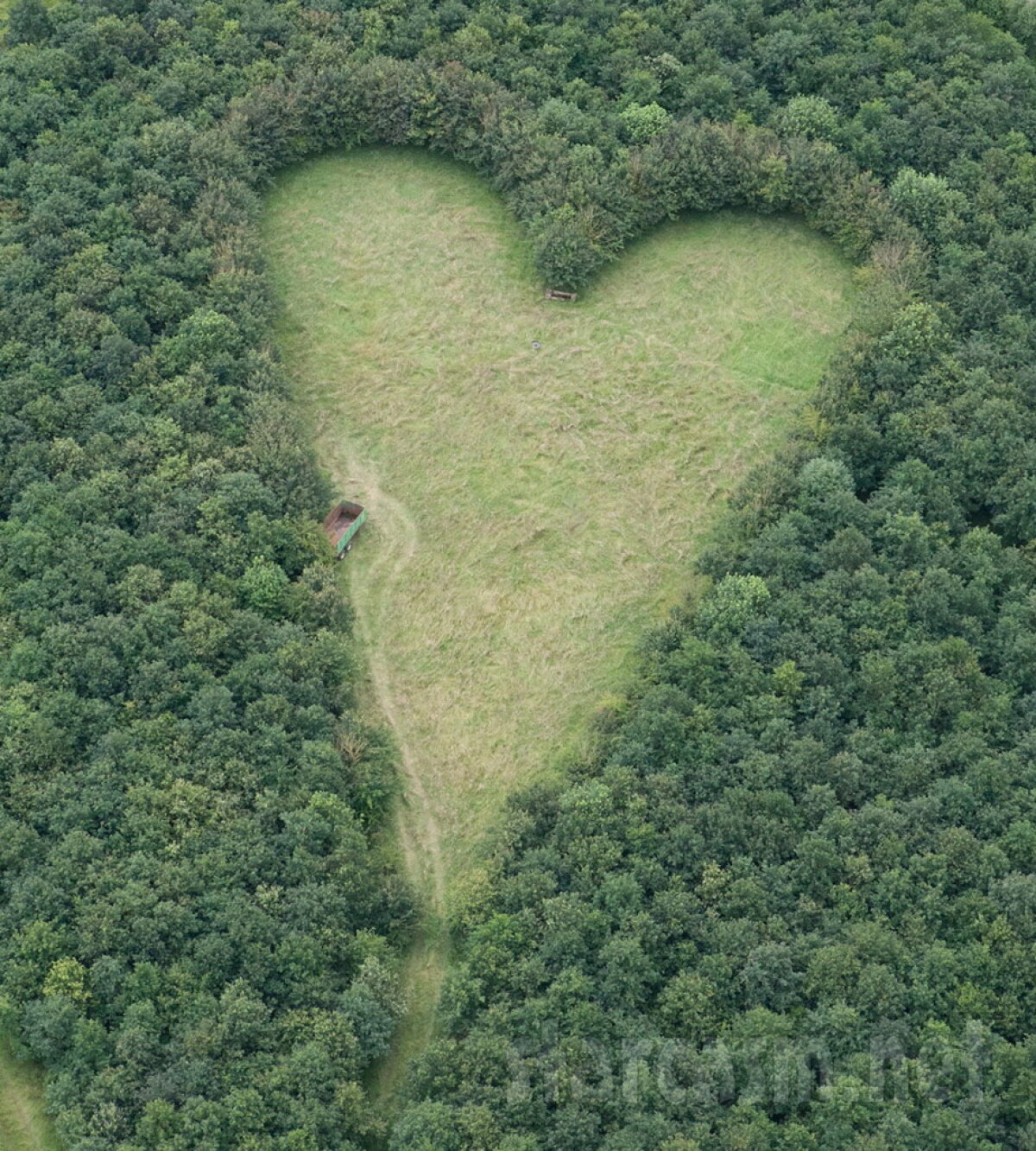 FOTO & VIDEO A plantat 600 de stejari după moartea soţiei, iar după 17 ani a apărut o inimă în mijlocul lor
