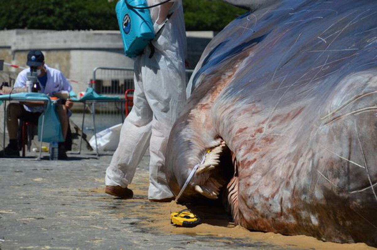 FOTO & VIDEO Ce n-a văzut Parisul: o "balenă" enormă a eșuat pe malul Senei!