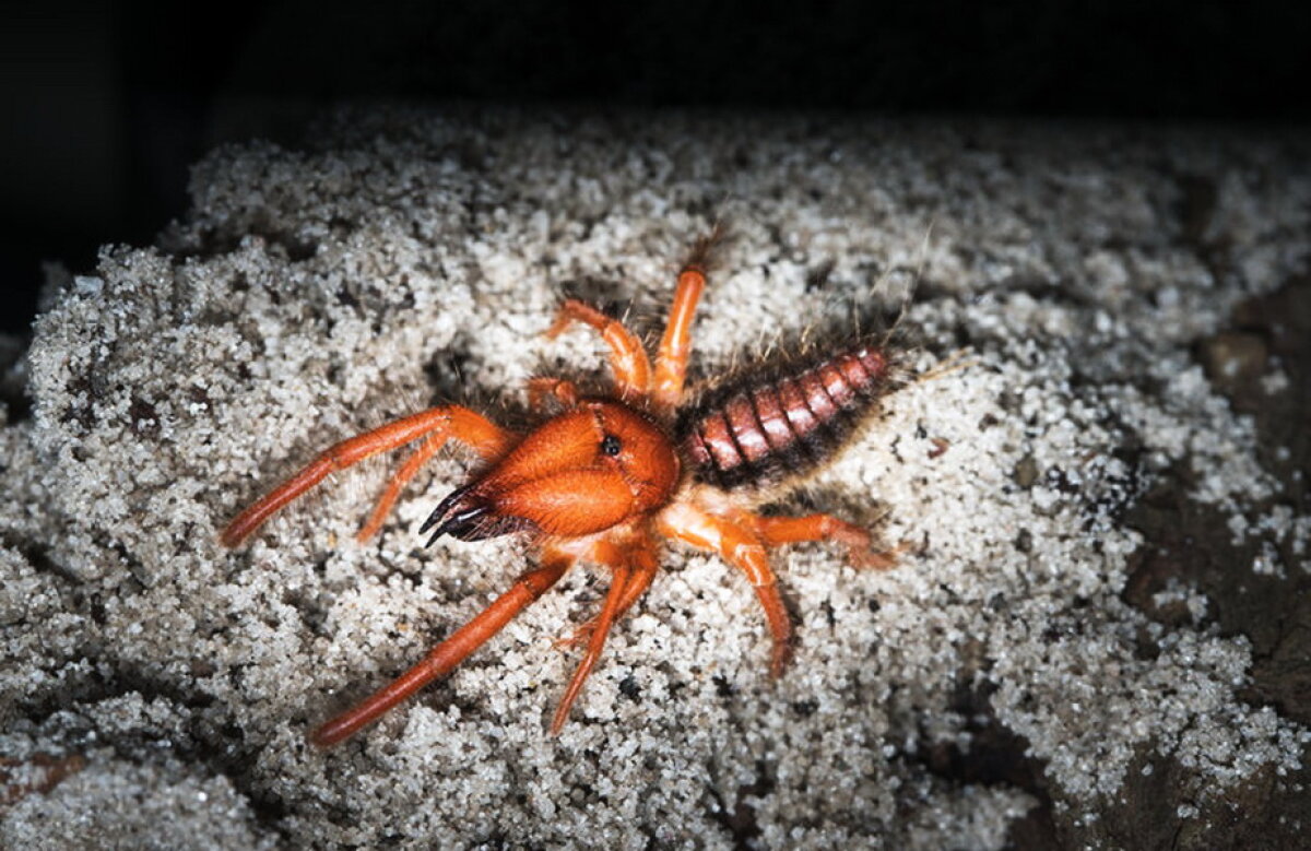 VIDEO A simţit că l-a muşcat o insectă, dar nu a dat importanţă. Peste câteva minute s-a îngrozit când s-a uitat la mână!