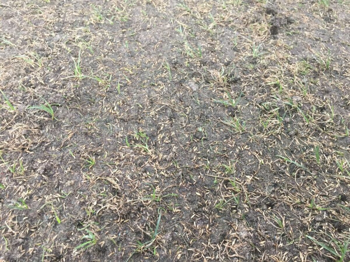 VIDEO+FOTO Cum să distrugi un gazon în două săptămâni » Suprafața de joc de pe Arena Națională arată jalnic cu 11 zile înaintea meciului cu Sporting