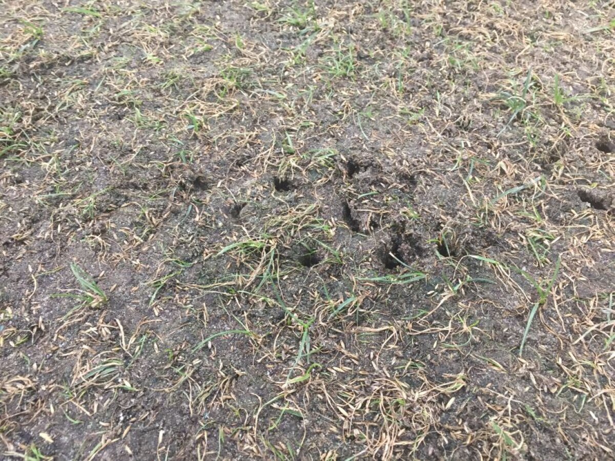 VIDEO+FOTO Cum să distrugi un gazon în două săptămâni » Suprafața de joc de pe Arena Națională arată jalnic cu 11 zile înaintea meciului cu Sporting