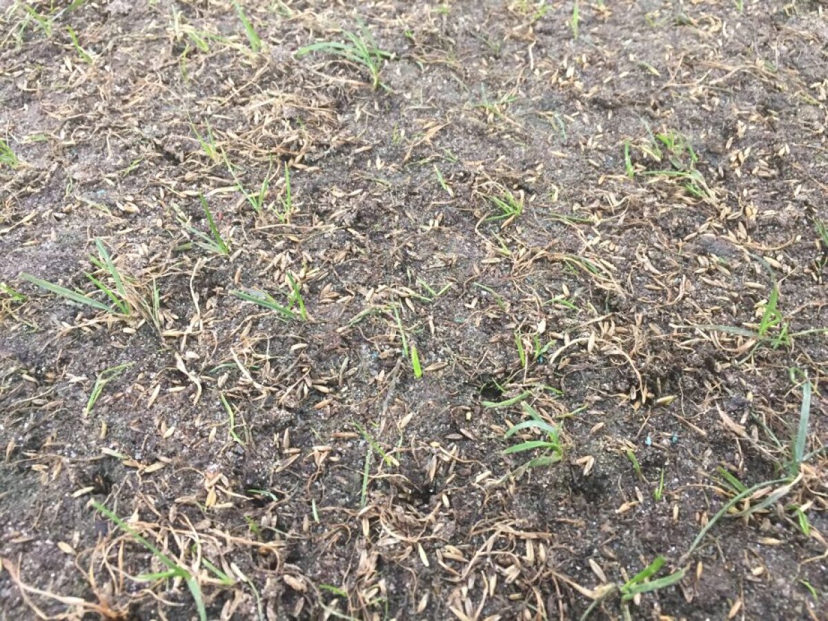 VIDEO+FOTO Cum să distrugi un gazon în două săptămâni » Suprafața de joc de pe Arena Națională arată jalnic cu 11 zile înaintea meciului cu Sporting