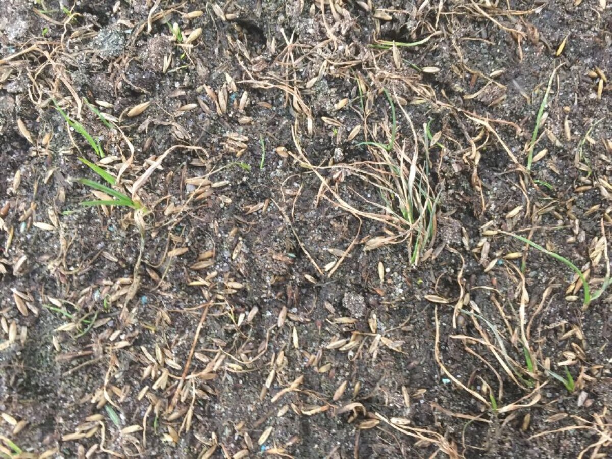 VIDEO+FOTO Cum să distrugi un gazon în două săptămâni » Suprafața de joc de pe Arena Națională arată jalnic cu 11 zile înaintea meciului cu Sporting