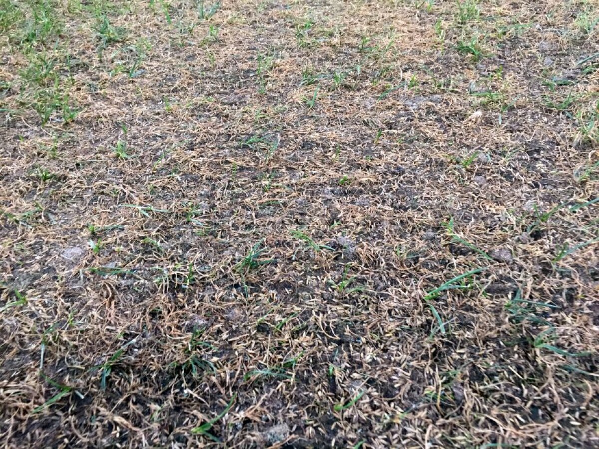 VIDEO+FOTO Cum să distrugi un gazon în două săptămâni » Suprafața de joc de pe Arena Națională arată jalnic cu 11 zile înaintea meciului cu Sporting