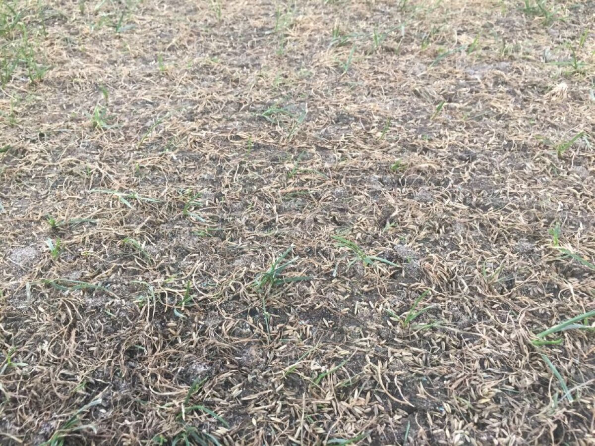 VIDEO+FOTO Cum să distrugi un gazon în două săptămâni » Suprafața de joc de pe Arena Națională arată jalnic cu 11 zile înaintea meciului cu Sporting