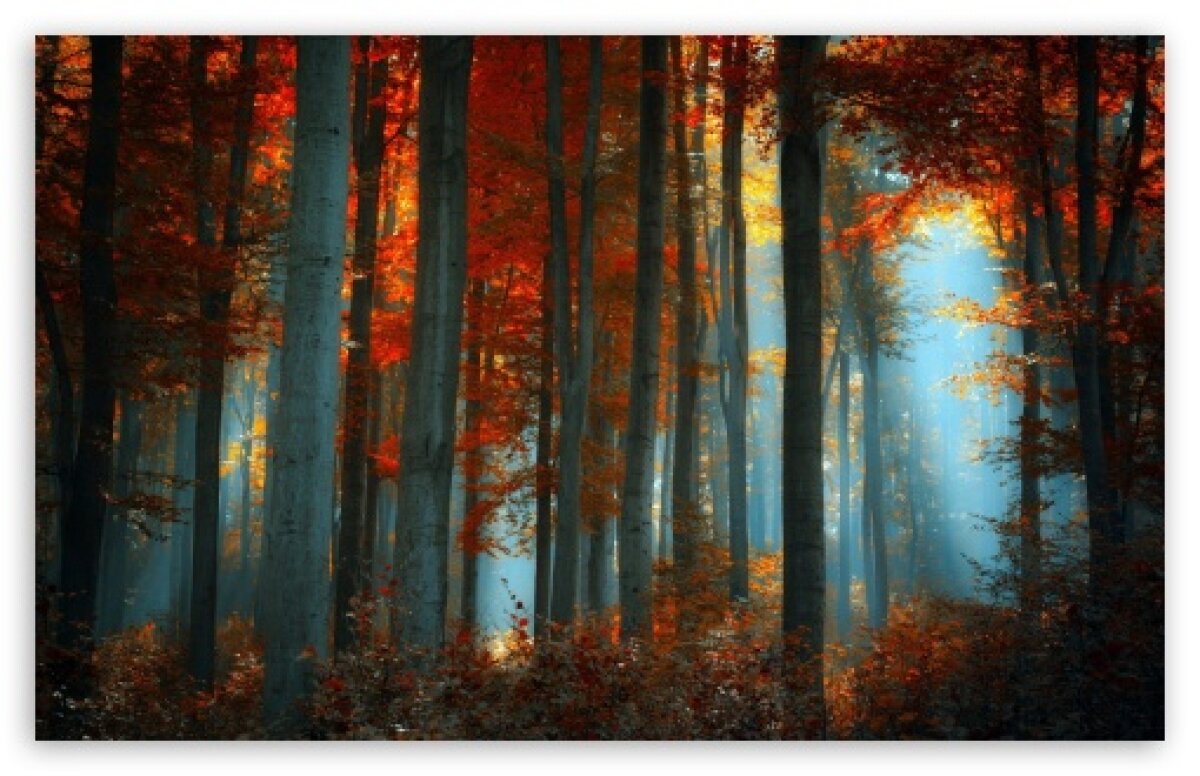 H1 - Blog pariori.ro / Hyde Park11 pneumonoultramicroscopicsilicovolcaniconioza 