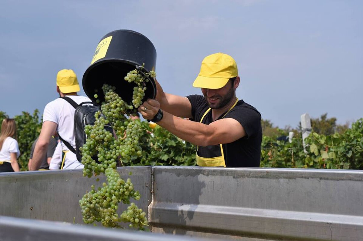 GALERIE FOTO Imaginile toamnei din Liga 1! O formație cu pretenții a mers la cules de struguri :) 