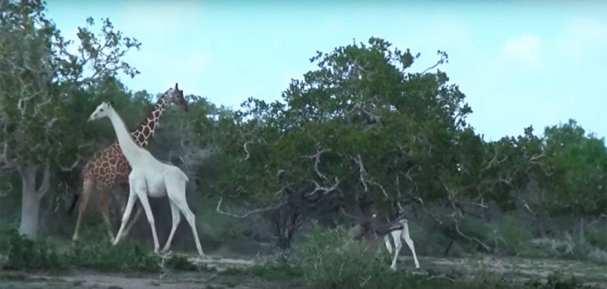 FOTO & VIDEO Imagini pe care le vezi o dată în viață. Două girafe albe, filmate în Kenya