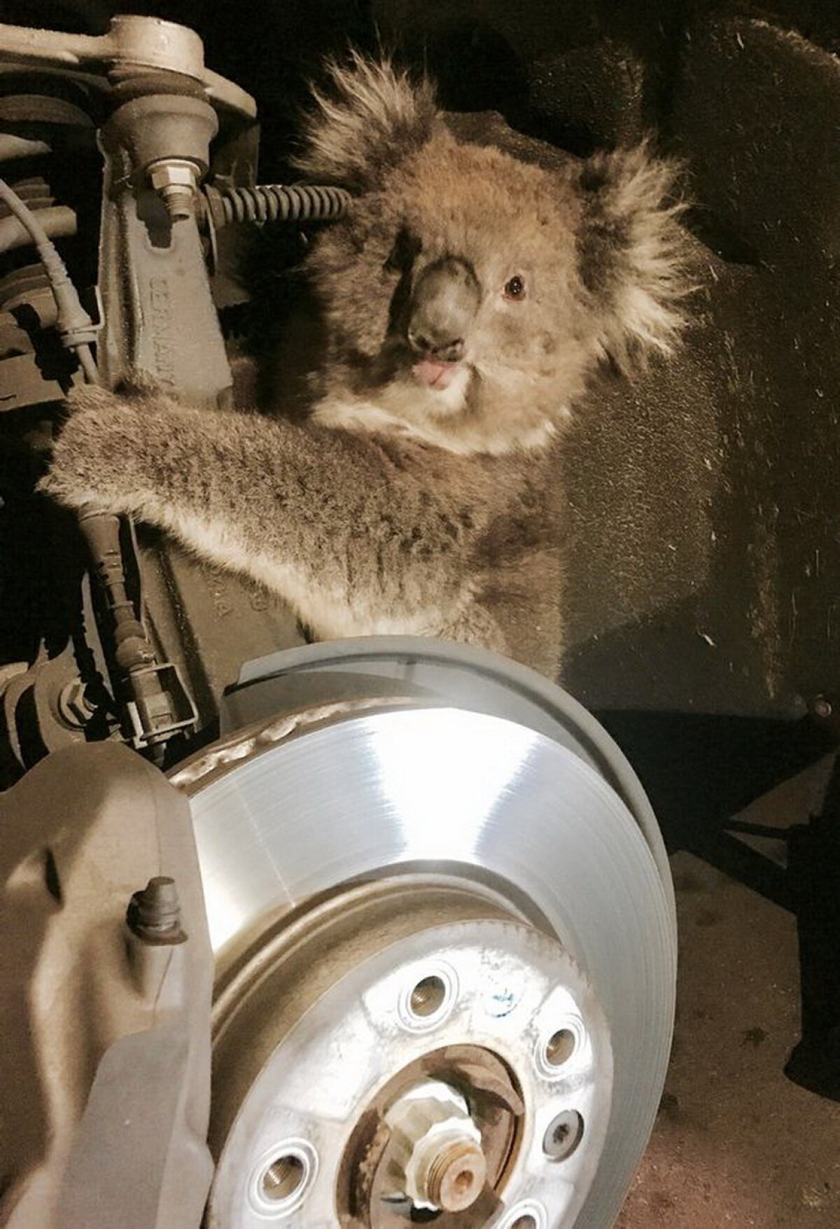 FOTO Un koala s-a agăţat de o maşină şi a mers aşa 15 km