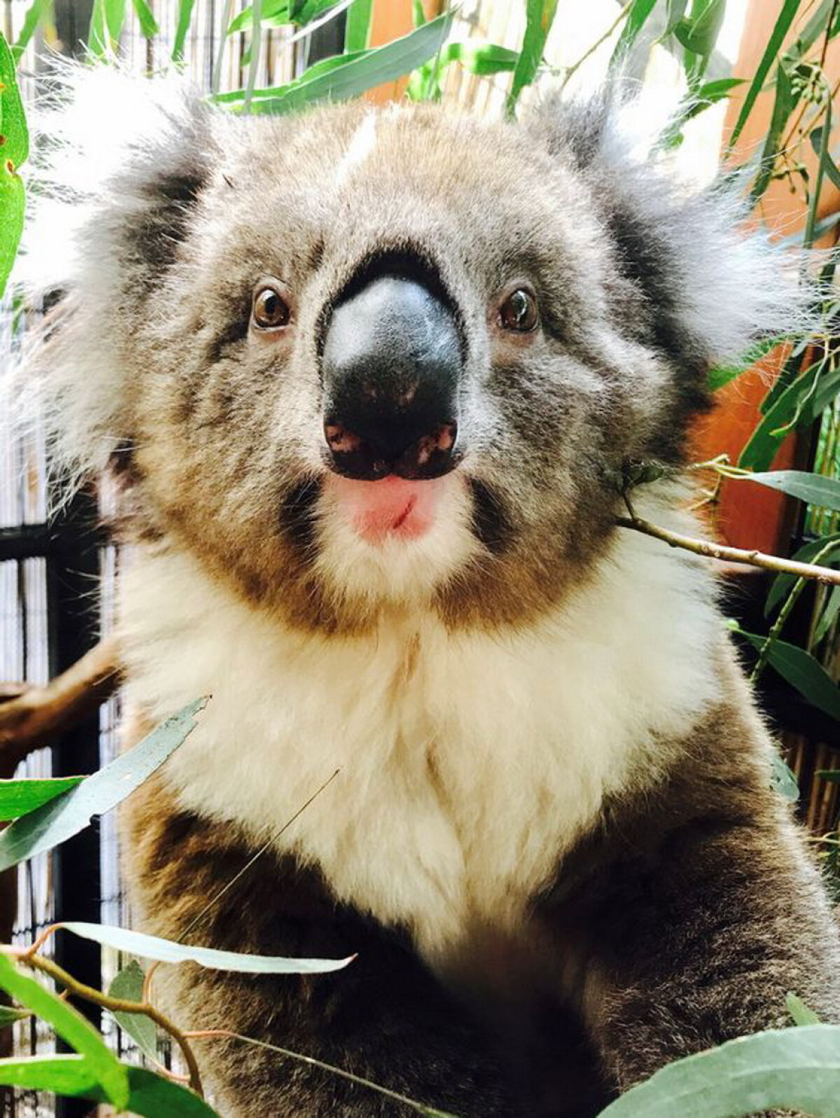 FOTO Un koala s-a agăţat de o maşină şi a mers aşa 15 km