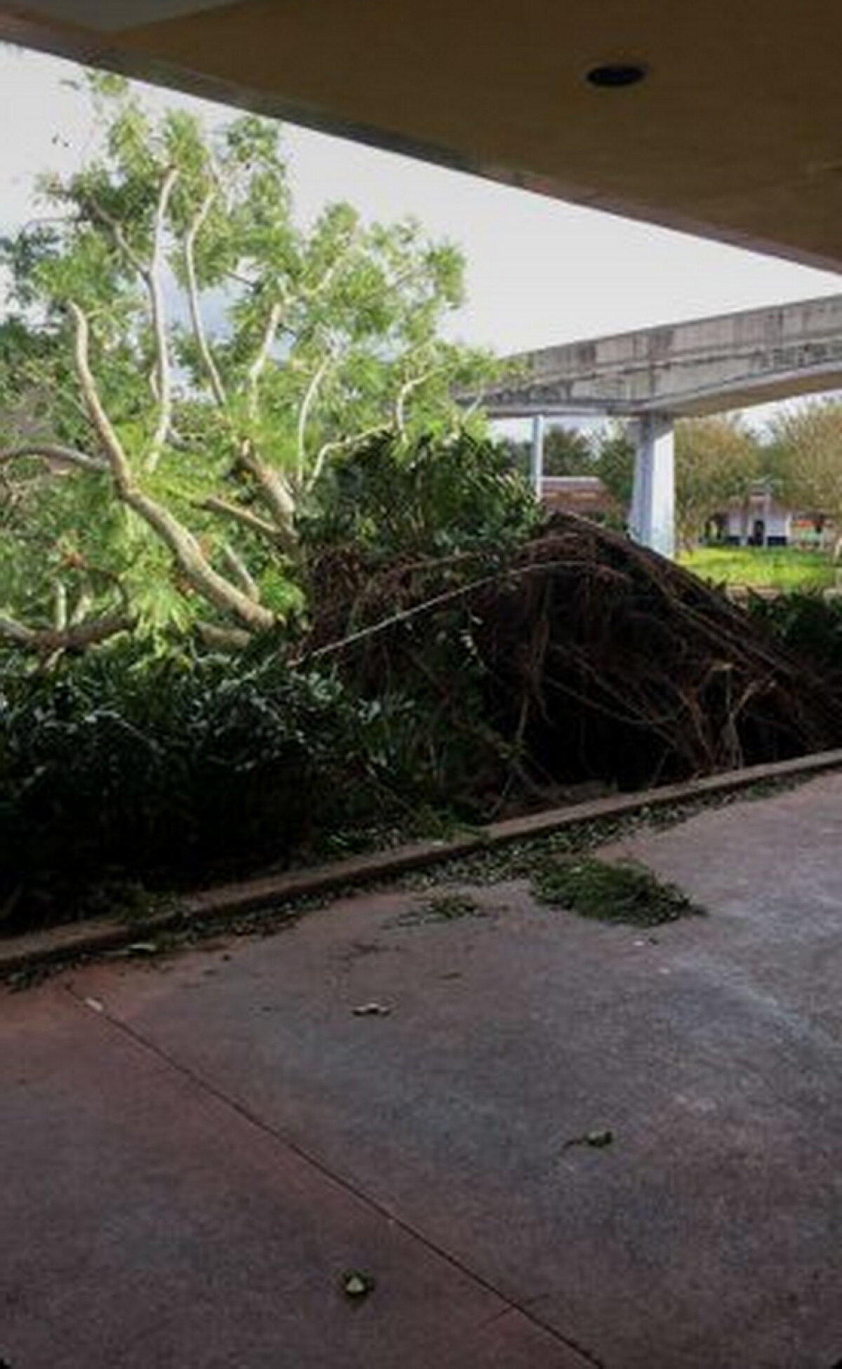 GALERIE FOTO & VIDEO Uraganul Irma a devastat Parcul Disney World din Florida