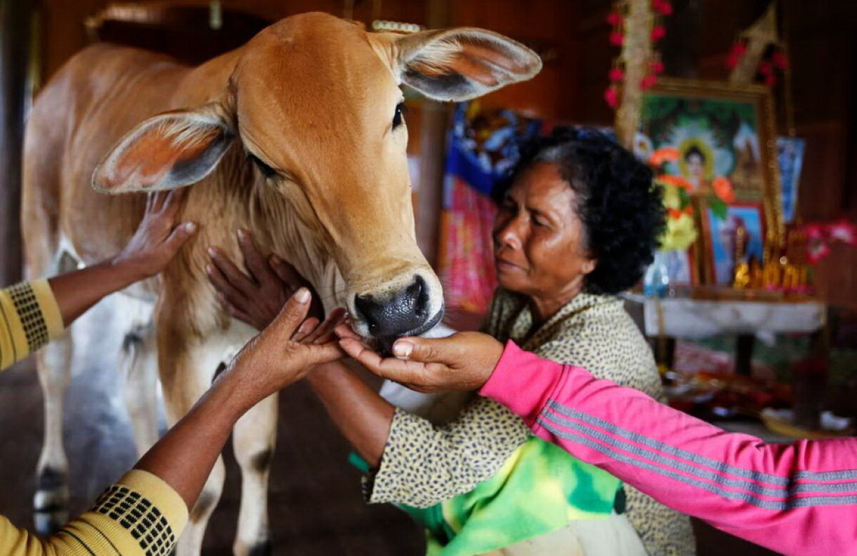 GALERIE FOTO O femeie crede că soţul ei s-a reîncarnat într-un vițel!