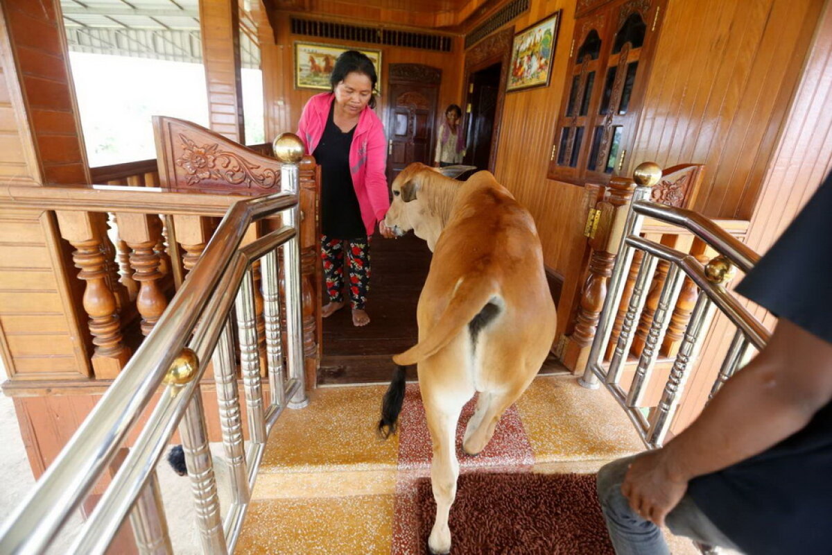 GALERIE FOTO O femeie crede că soţul ei s-a reîncarnat într-un vițel!