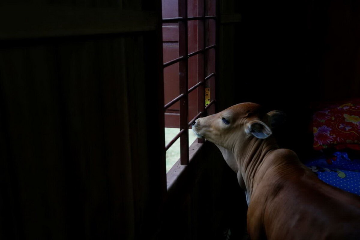 GALERIE FOTO O femeie crede că soţul ei s-a reîncarnat într-un vițel!