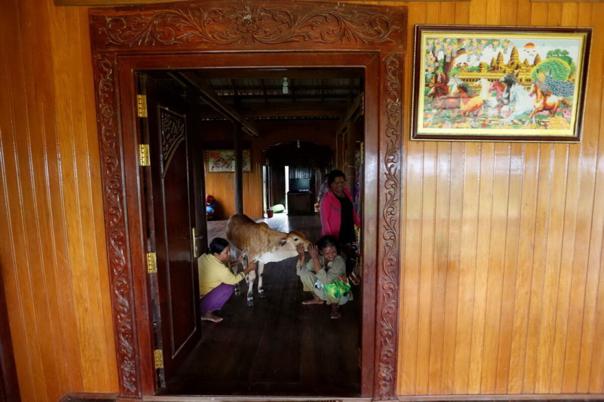 GALERIE FOTO O femeie crede că soţul ei s-a reîncarnat într-un vițel!