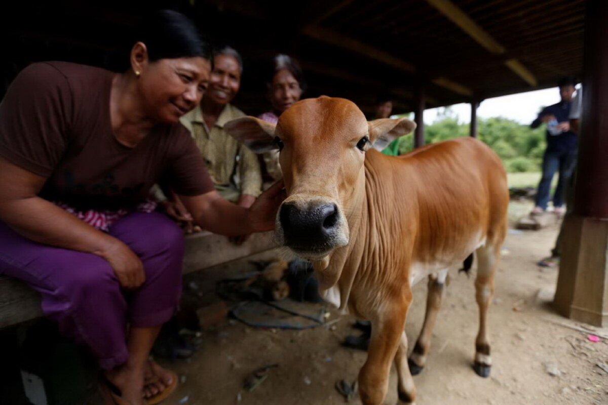GALERIE FOTO O femeie crede că soţul ei s-a reîncarnat într-un vițel!