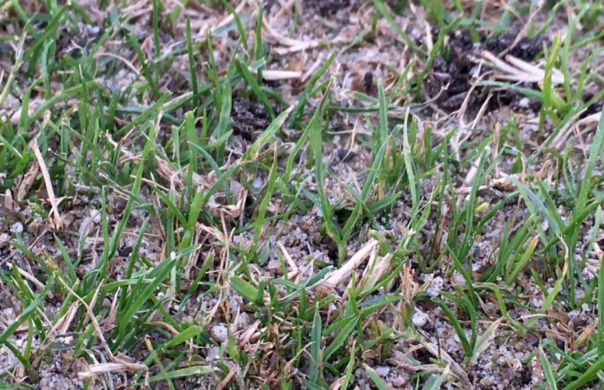 EXCLUSIV FOTO Gazonul lui Dinamo arată ca la un stadion comunal! Cum explică situația oficialii clubului