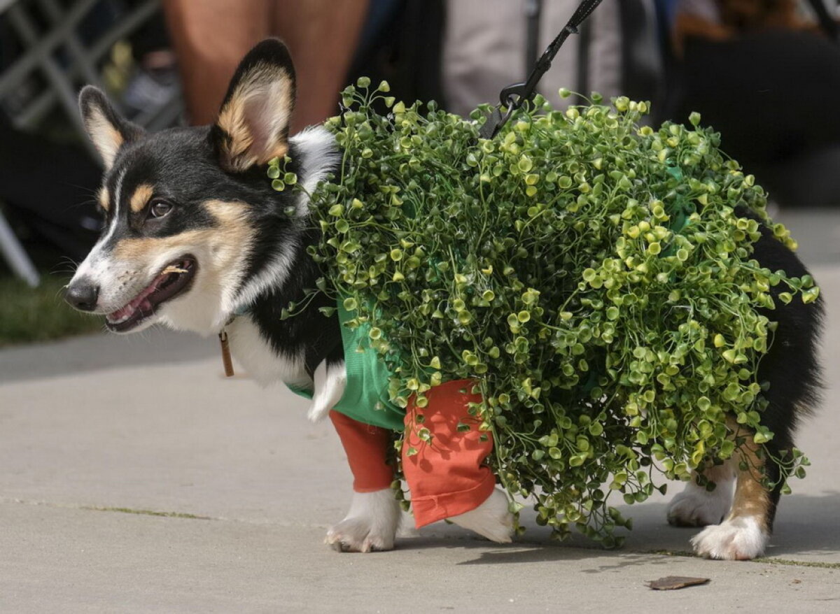 GALERIE FOTO Paradă canină spectaculoasă în California cu ocazia Halloween-ului